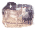 AdahrgtWeb.gif (48213 bytes)